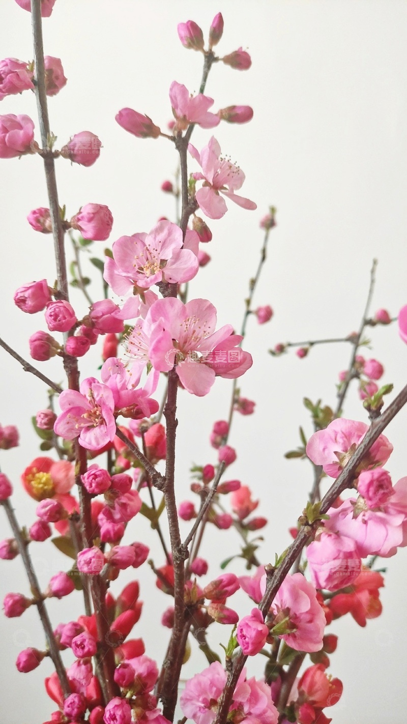 高清大图下载【趣麦麦图】桃花朵朵开4