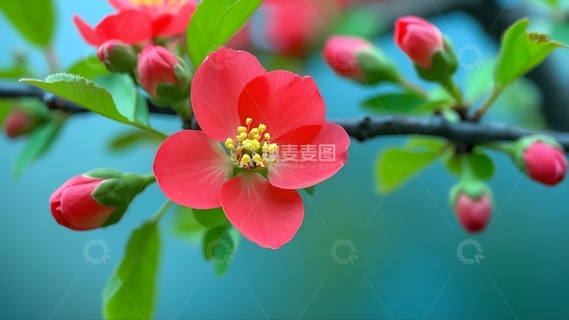 高清大图下载【趣麦麦图】春季红色桃花特写3