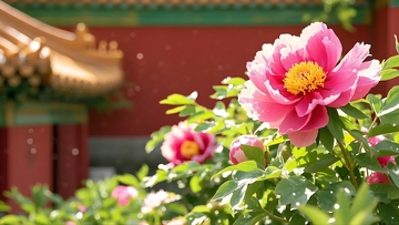 全景拍摄雍容华贵的牡丹花2