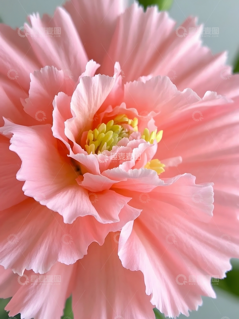 高清大图下载【趣麦麦图】 特写镜头聚焦康乃馨2