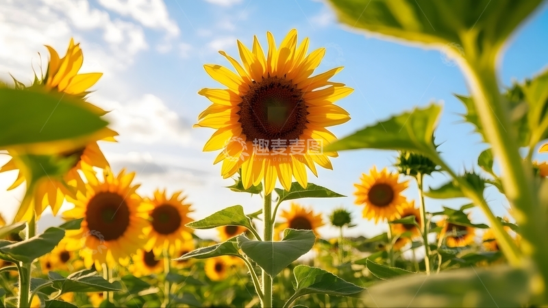 高清大图下载【趣麦麦图】中景拍摄大片向日葵花田