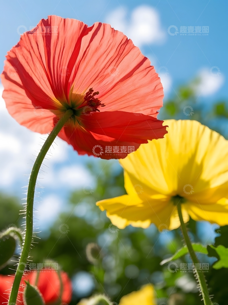 高清大图下载【趣麦麦图】夏日盛开的虞美人花朵1