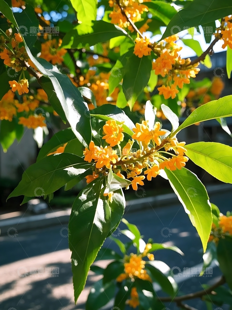 高清大图下载【趣麦麦图】开满金色小花的桂树