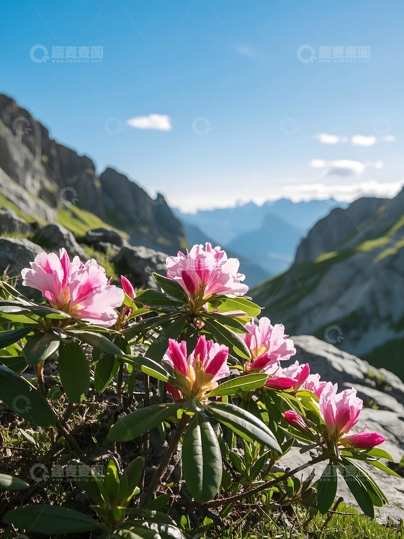 高清大图下载【趣麦麦图】山石间绽放出硕大而艳丽的杜鹃花1