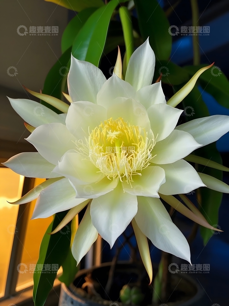 高清大图下载【趣麦麦图】寂静深夜盛开的昙花