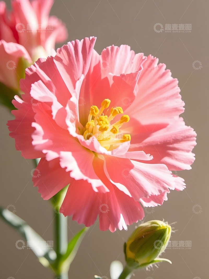 高清大图下载【趣麦麦图】 特写镜头聚焦康乃馨