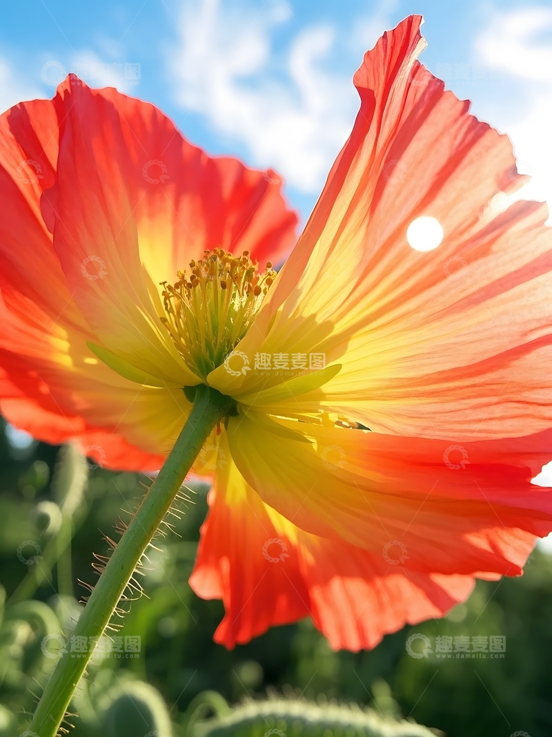 高清大图下载【趣麦麦图】夏日盛开的虞美人花朵