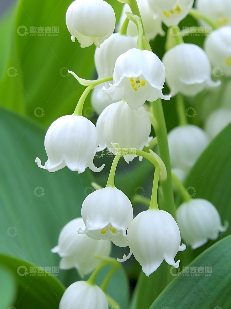 高清大图下载【趣麦麦图】夏天盛开的铃兰花2
