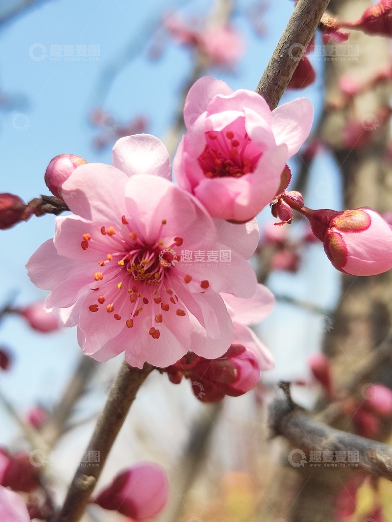 高清大图下载【趣麦麦图】桃花朵朵开2