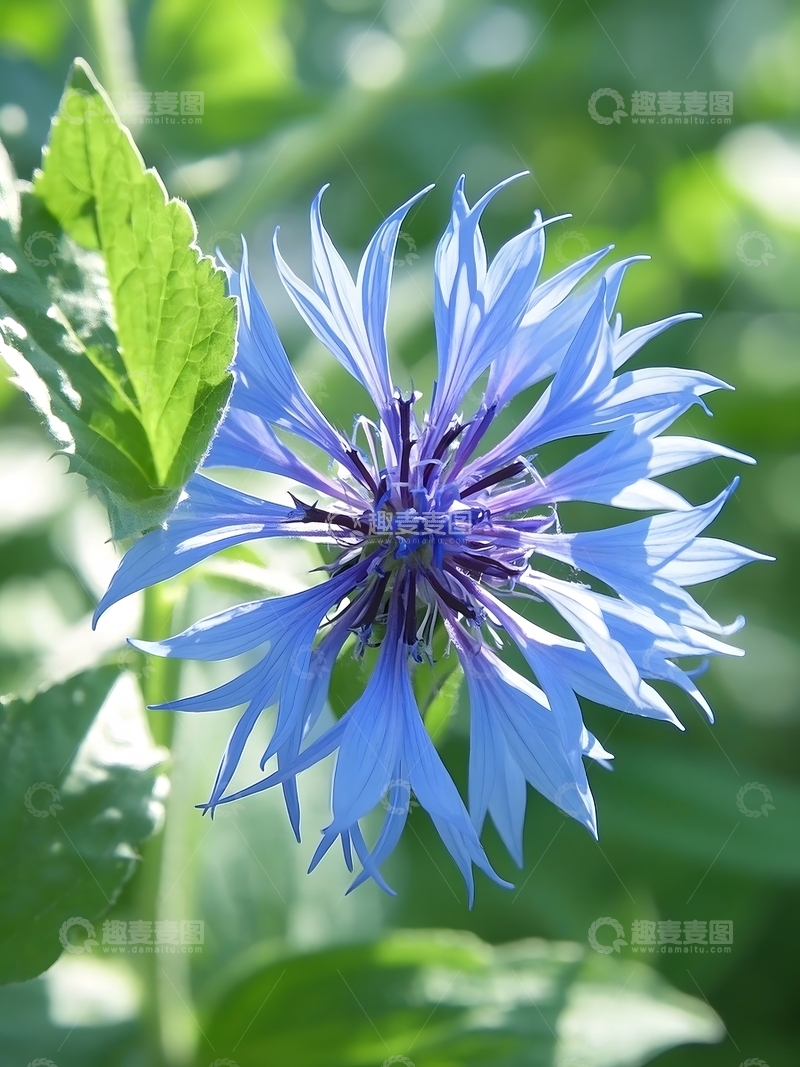 高清大图下载【趣麦麦图】盛开的矢车菊拍摄特写