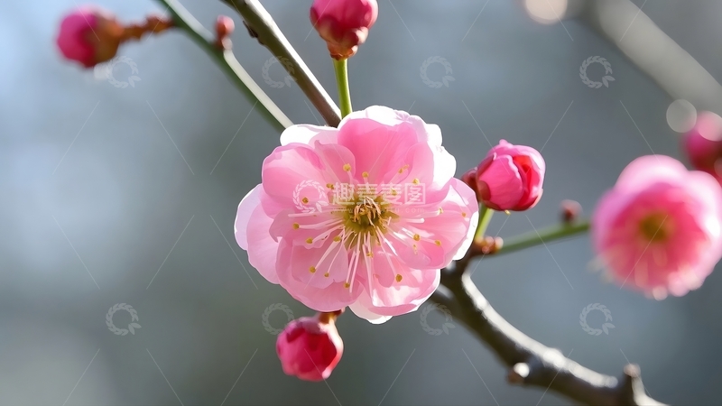 高清大图下载【趣麦麦图】特写拍摄绽放的粉色梅花2