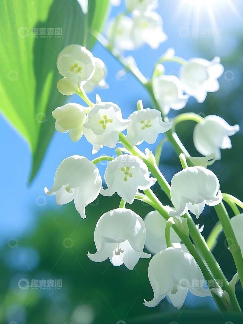高清大图下载【趣麦麦图】夏天盛开的铃兰花