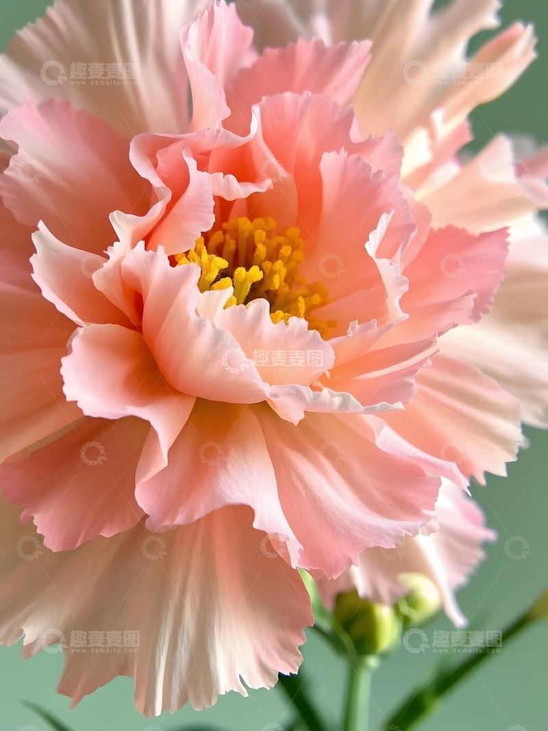 高清大图下载【趣麦麦图】 特写镜头聚焦康乃馨1