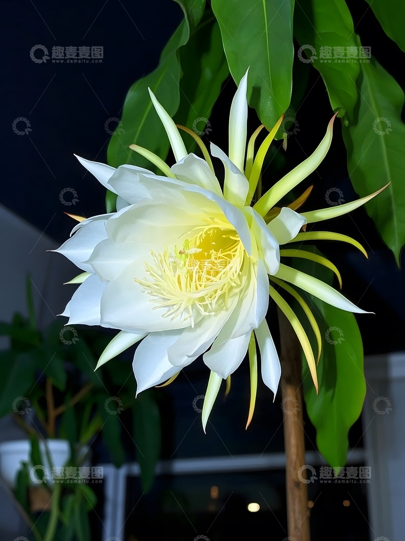 高清大图下载【趣麦麦图】寂静深夜盛开的昙花1