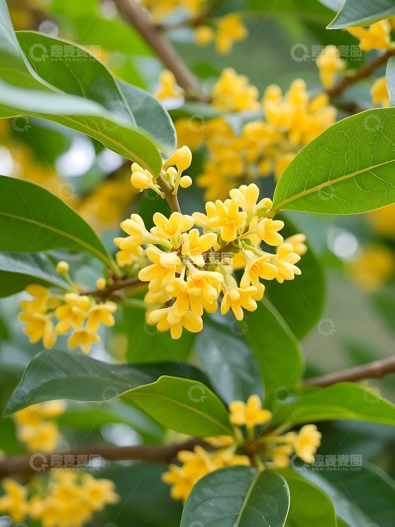 高清大图下载【趣麦麦图】开满金色小花的桂树2