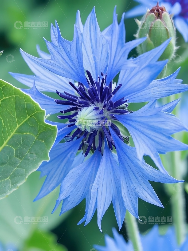 高清大图下载【趣麦麦图】盛开的矢车菊拍摄特写2