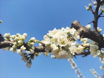 白色的李树花开
