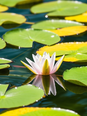 夏日盛开的荷花特写2
