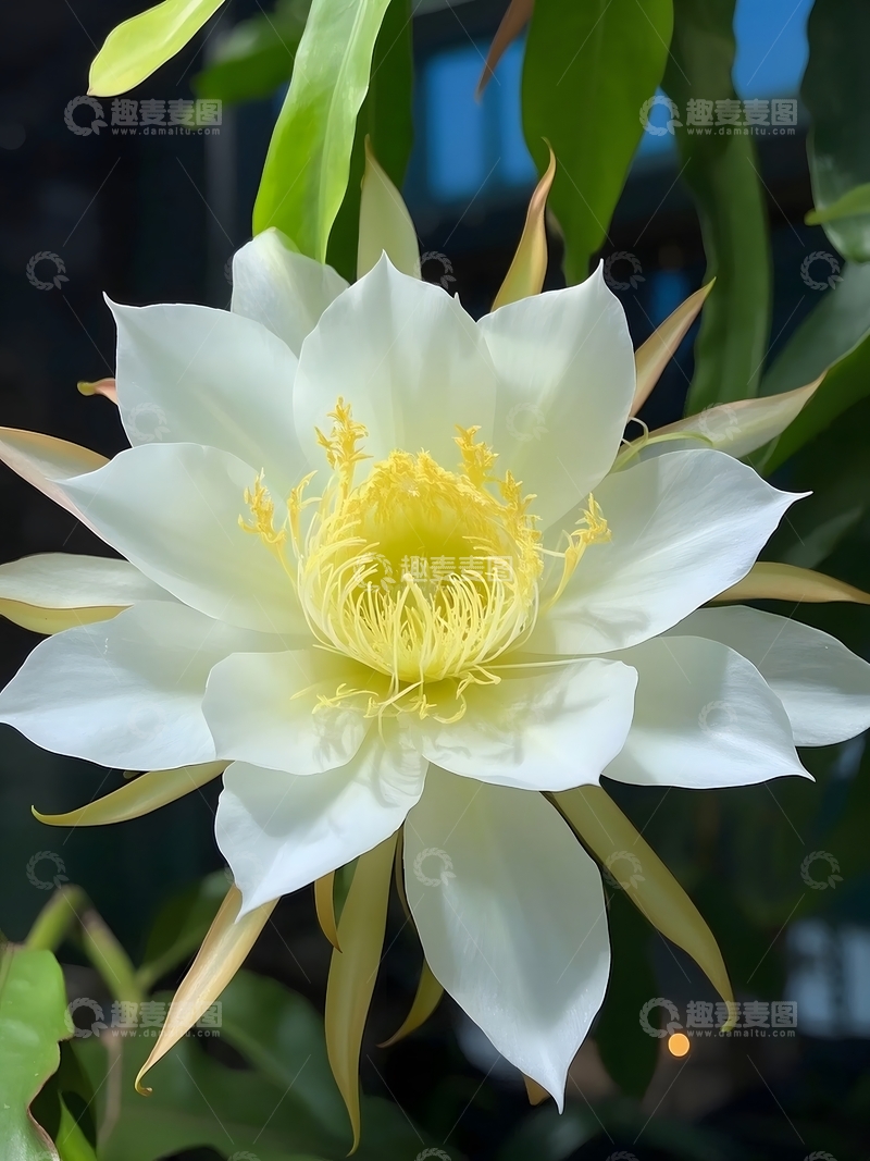 高清大图下载【趣麦麦图】寂静深夜盛开的昙花2