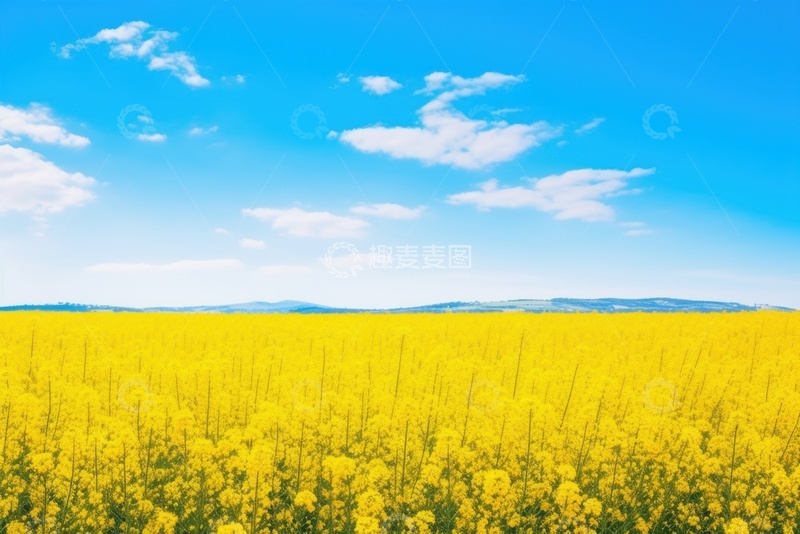 高清大图下载【趣麦麦图】油菜花自然美景