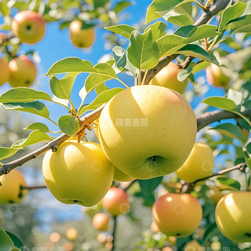 高清大图下载【趣麦麦图】树上新鲜苹果
