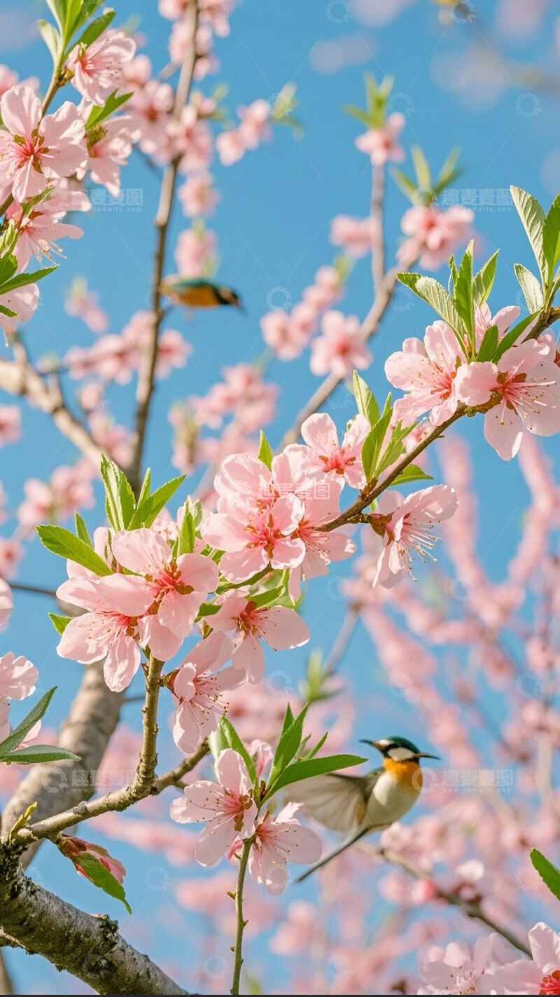 高清大图下载【趣麦麦图】粉色春天桃花花枝花卉花朵花摄影图1