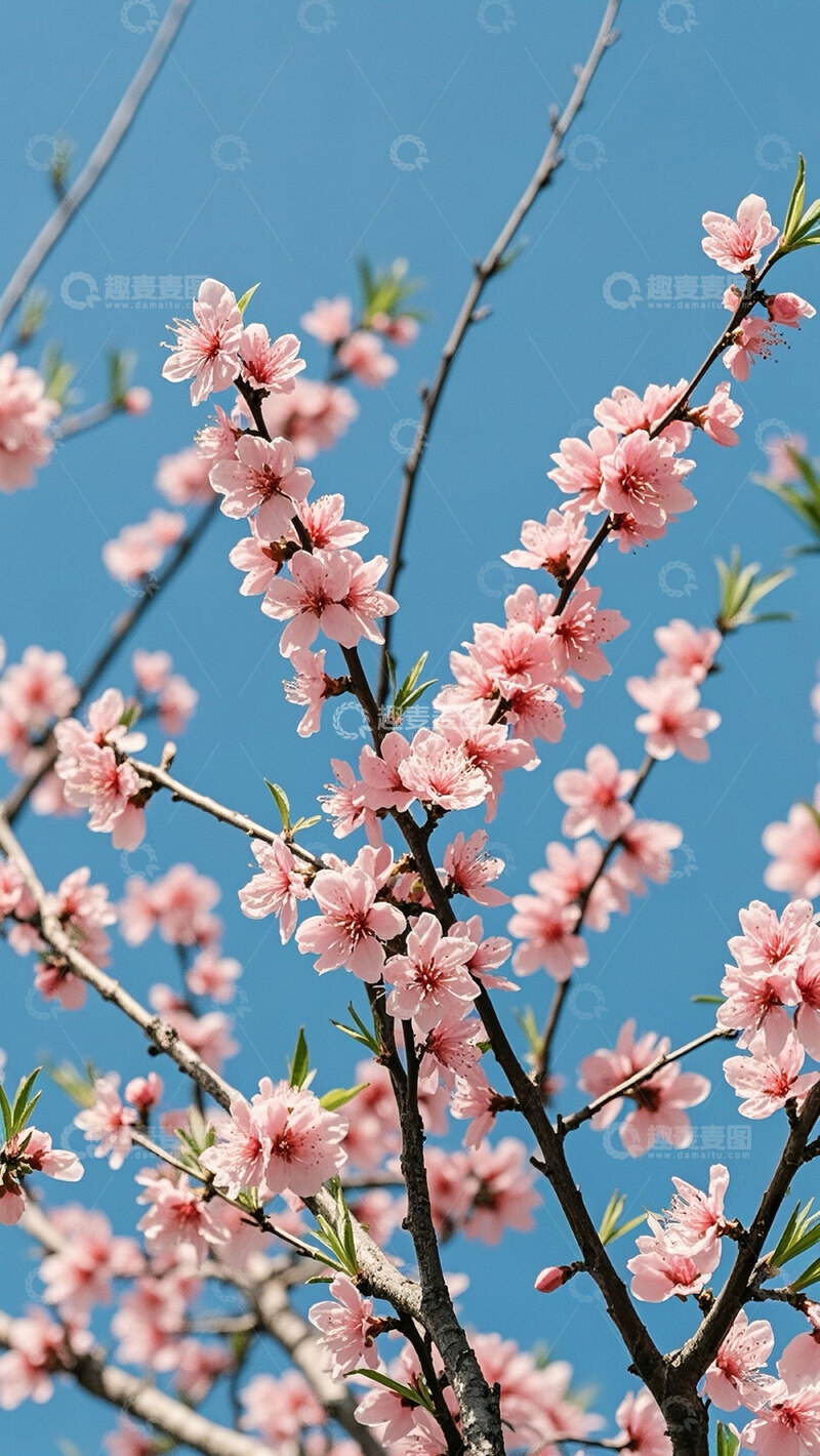 高清大图下载【趣麦麦图】粉色春天桃花花枝花卉花朵花摄影图