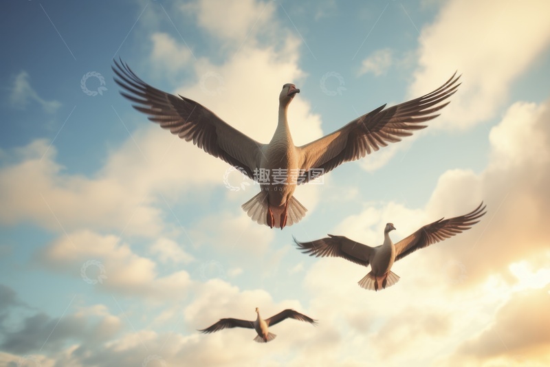 高清大图下载【趣麦麦图】天空中飞行的大鹅