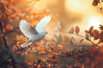 森林里飞翔的白鸽1