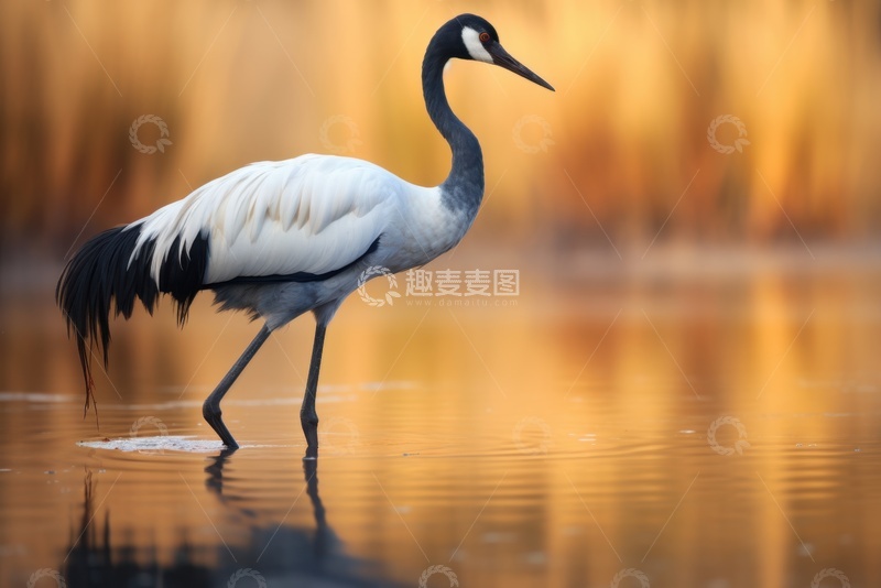 高清大图下载【趣麦麦图】水里行走的一只仙鹤