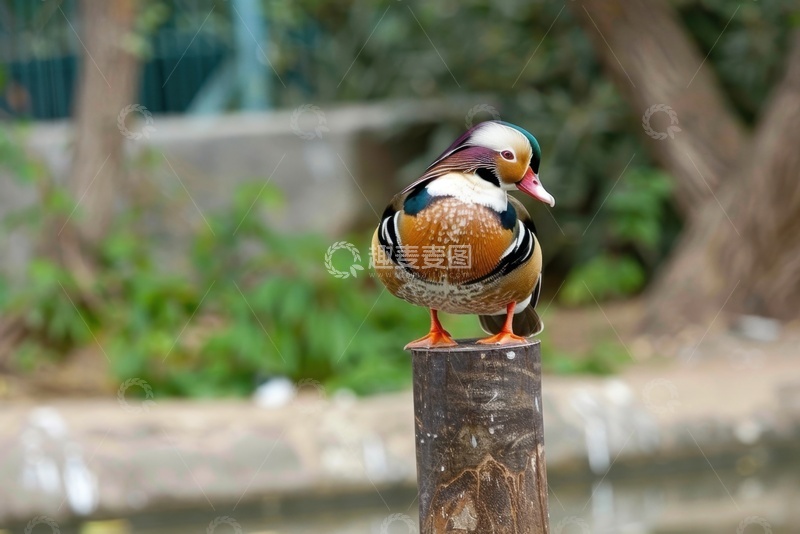 高清大图下载【趣麦麦图】动物园里的鸳鸯