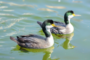 湖里游水的野鸭子