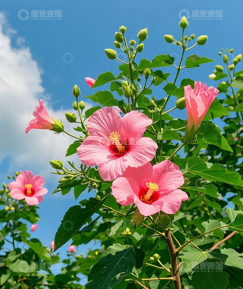 高清大图下载【趣麦麦图】芙蓉葵1