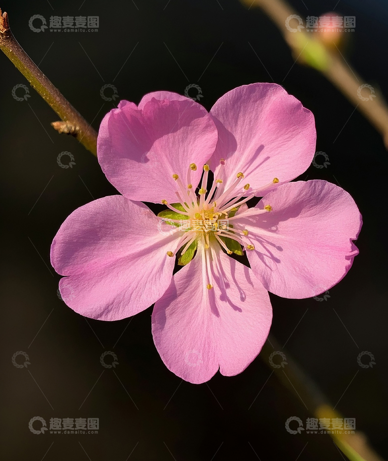 高清大图下载【趣麦麦图】一枚桃花1