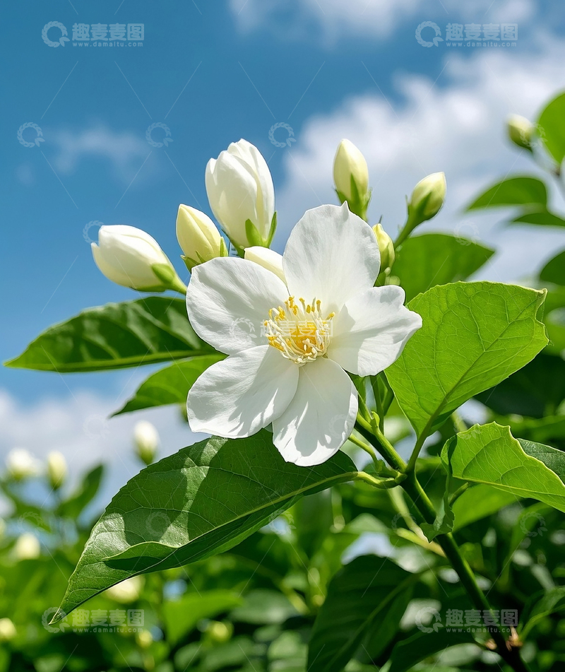 高清大图下载【趣麦麦图】白色茉莉花1