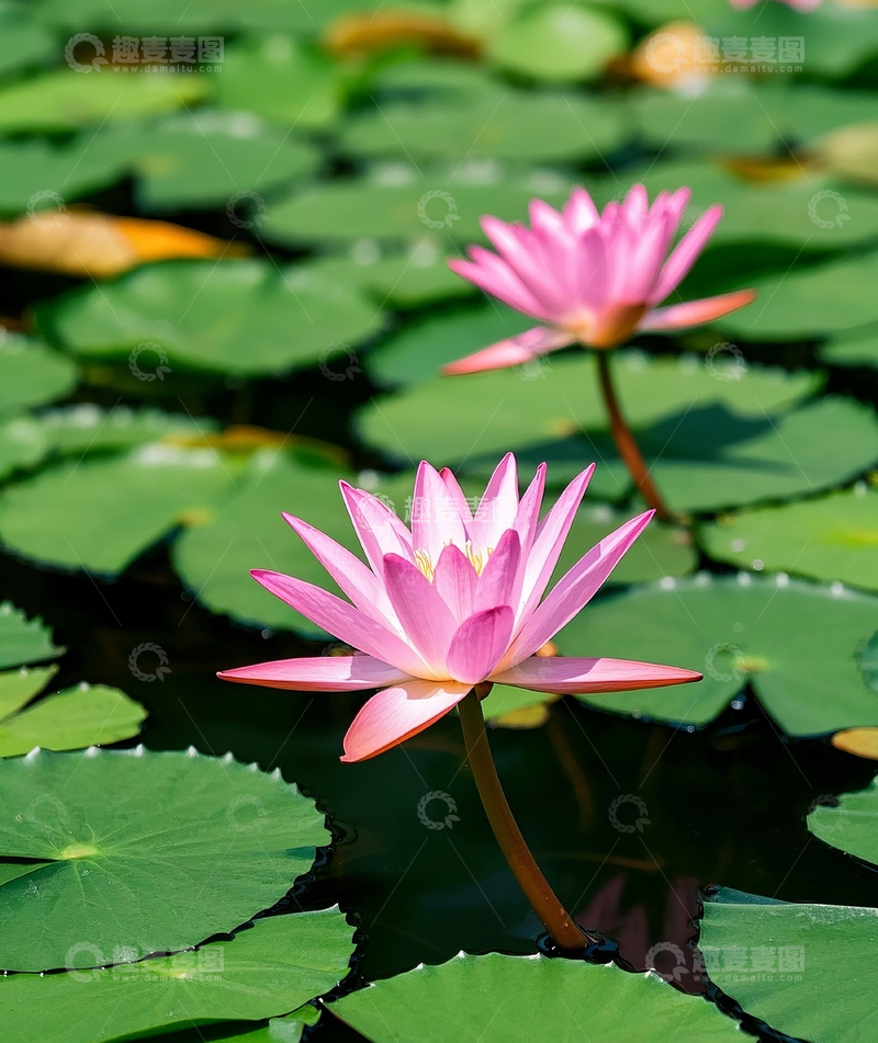 高清大图下载【趣麦麦图】睡莲
