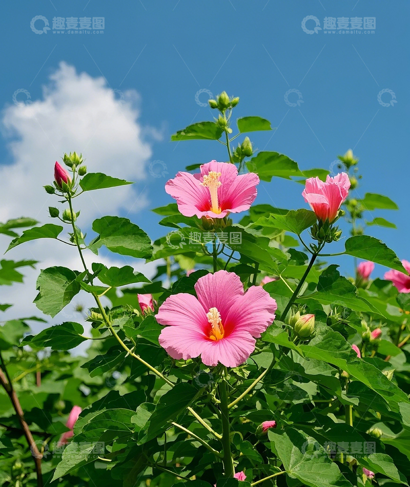 高清大图下载【趣麦麦图】芙蓉葵2