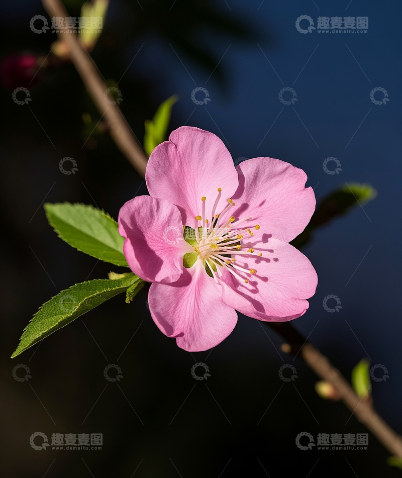 高清大图下载【趣麦麦图】一枚桃花