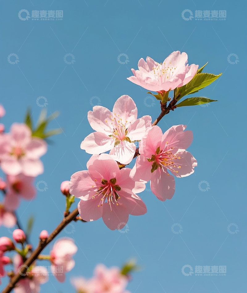 高清大图下载【趣麦麦图】一枚桃花3