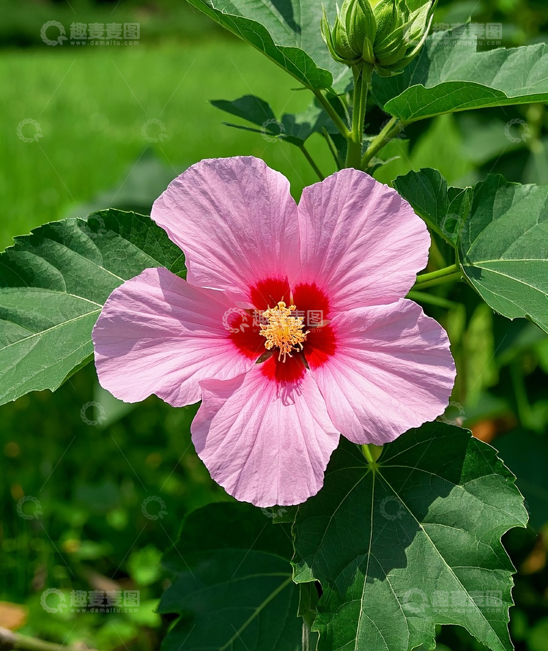 高清大图下载【趣麦麦图】芙蓉葵