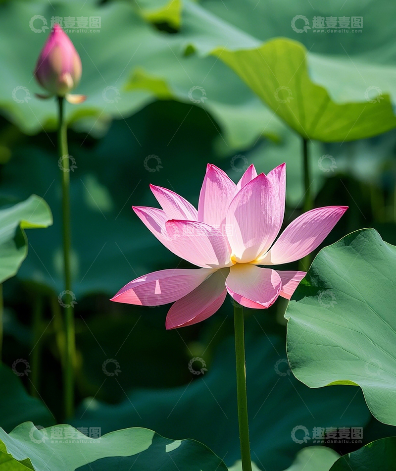 高清大图下载【趣麦麦图】荷花5