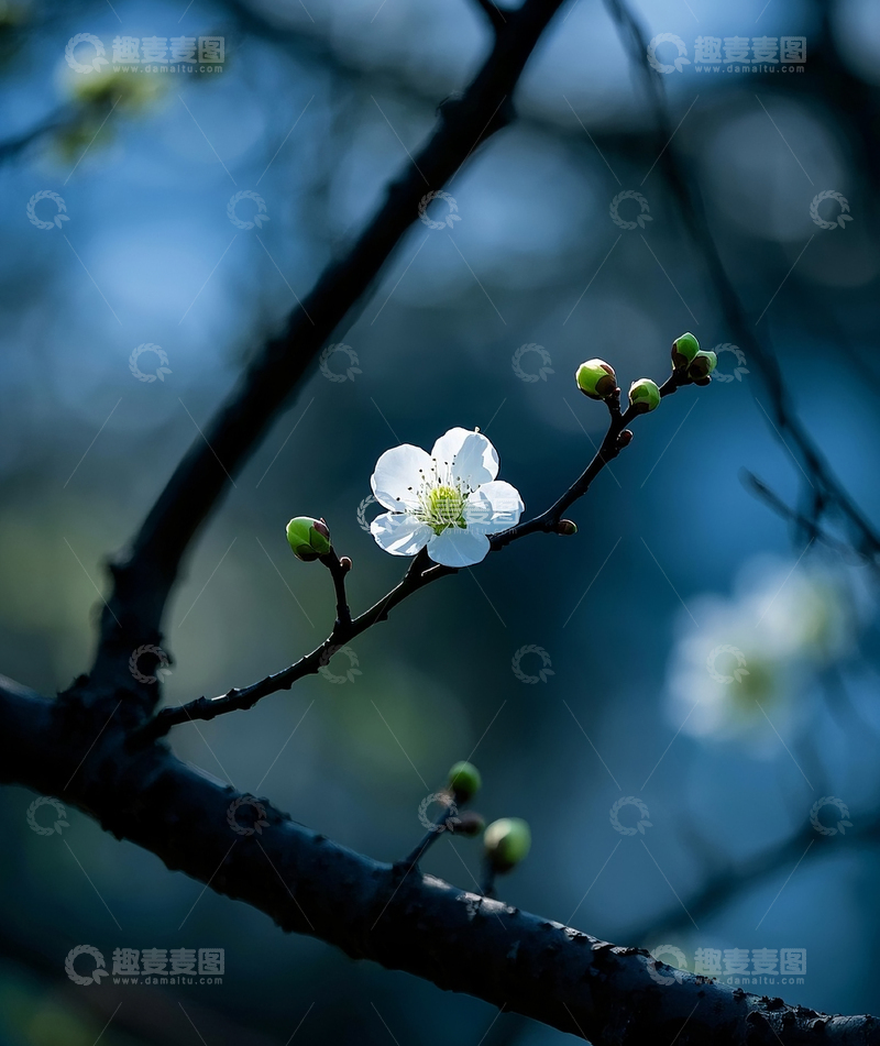 高清大图下载【趣麦麦图】-白色梅花