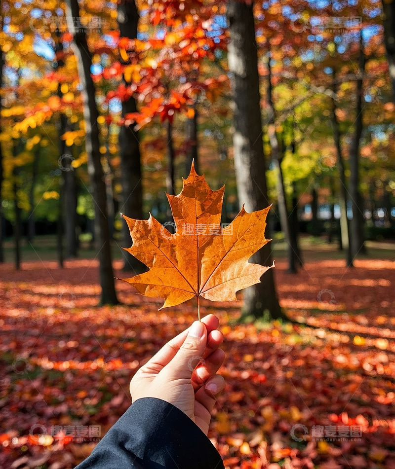 高清大图下载【趣麦麦图】红枫叶特写
