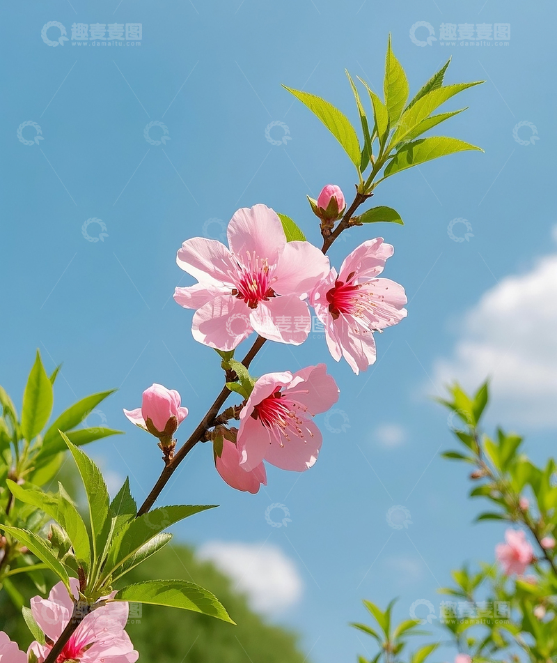高清大图下载【趣麦麦图】一枝桃花1