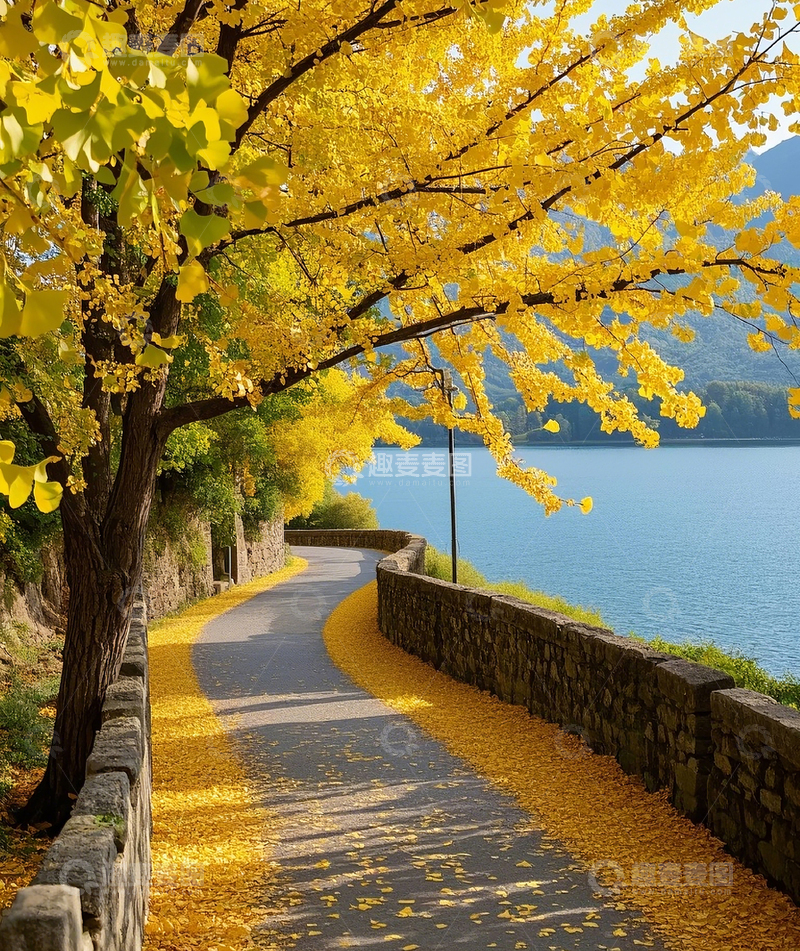 高清大图下载【趣麦麦图】湖边的银杏树
