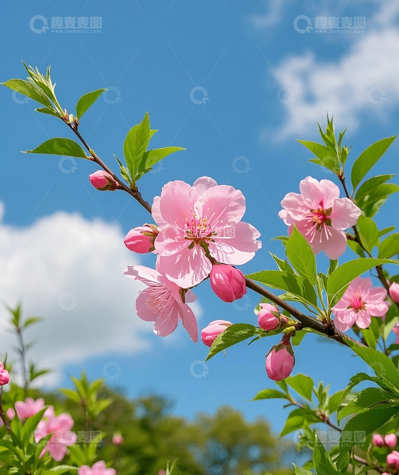 高清大图下载【趣麦麦图】一枝桃花2
