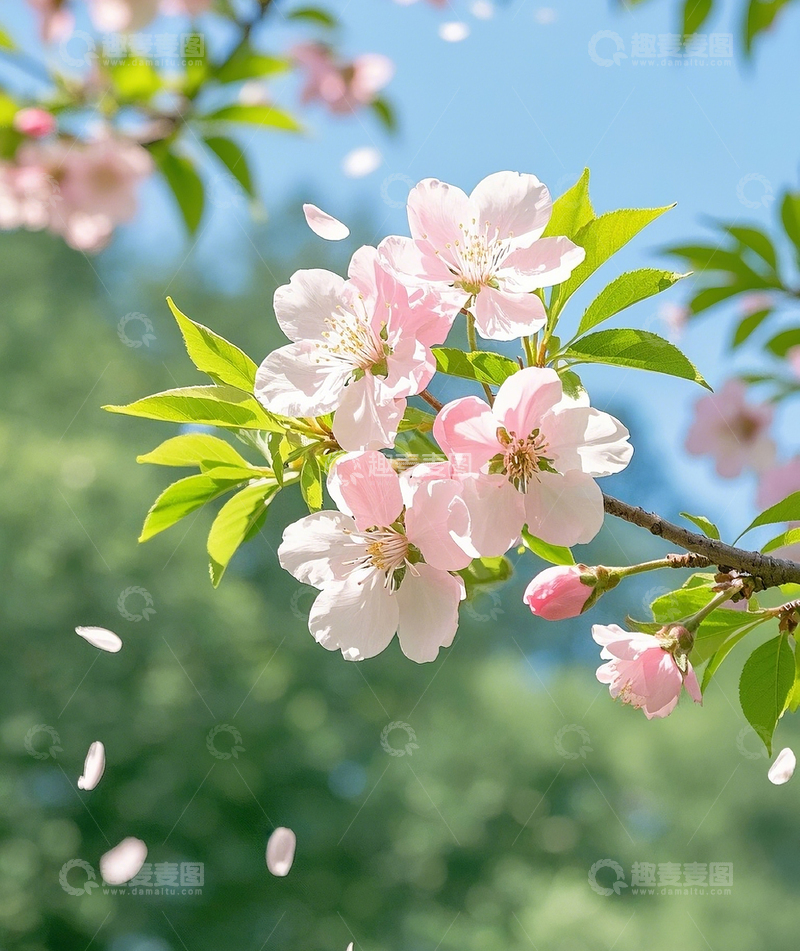 高清大图下载【趣麦麦图】一枝桃花3