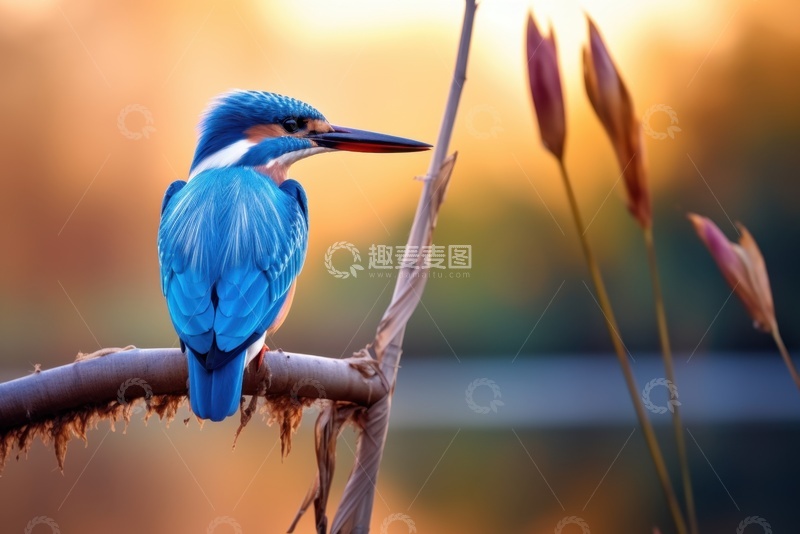 高清大图下载【趣麦麦图】站在树枝上的蓝色雀鸟