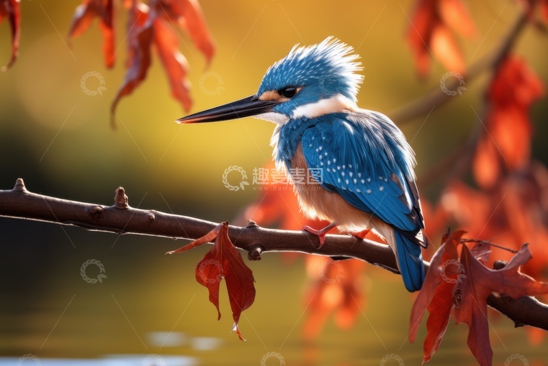 高清大图下载【趣麦麦图】站在树枝上的蓝色小雀鸟