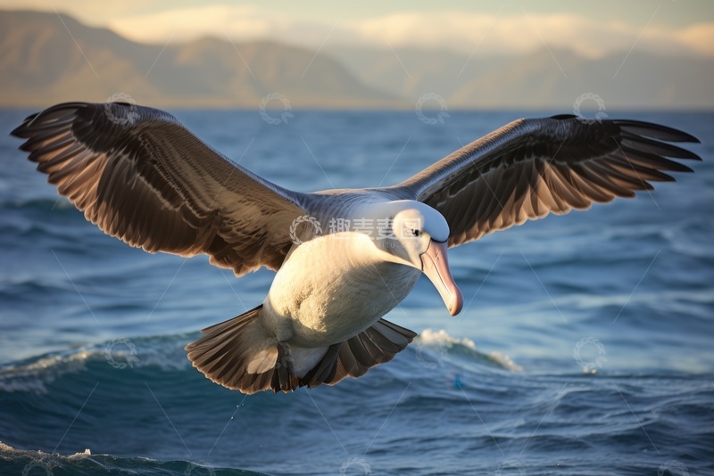 高清大图下载【趣麦麦图】大海上空飞翔的信天翁